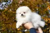 Photo №4. I will sell pomeranian in the city of Chelyabinsk. breeder - price - 540$