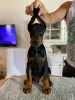 Photo №2 to announcement № 113503 for the sale of dobermann - buy in Serbia breeder