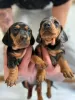 Photo №1. dachshund - for sale in the city of Лиер | negotiated | Announcement № 99706