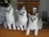 Photo №1. burmilla shorthair - for sale in the city of Al Khiran | negotiated | Announcement № 10297