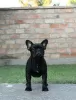 Photo №4. I will sell french bulldog in the city of Kikinda.  - price - negotiated