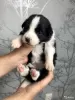 Additional photos: Border collie puppies, the smartest dog in the world