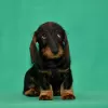 Photo №3. Miniature wire-haired dachshund. Russian Federation