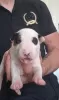 Photo №4. I will sell bull terrier in the city of Bačka Topola. breeder - price - negotiated