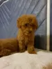 Photo №2 to announcement № 120627 for the sale of poodle (toy) - buy in Finland private announcement, breeder