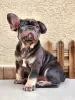 Photo №1. french bulldog - for sale in the city of Ashkelon | negotiated | Announcement № 101929