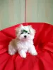 Photo №1. maltese dog - for sale in the city of Minsk | 800$ | Announcement № 11407