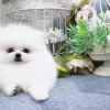 Photo №2 to announcement № 13526 for the sale of pomeranian - buy in United States 