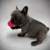 Photo №1. french bulldog - for sale in the city of Atalanti | negotiated | Announcement № 88563