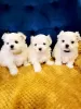 Photo №1. non-pedigree dogs - for sale in the city of Modesto | 400$ | Announcement № 90297