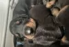 Photo №1. dobermann - for sale in the city of Milan | 370$ | Announcement № 110947