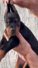 Additional photos: Doberman puppies for sale