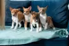 Additional photos: Basenji puppies for sale