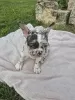 Photo №1. french bulldog - for sale in the city of Belgrade | 1057$ | Announcement № 107377