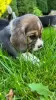 Additional photos: Elite Beagle puppies