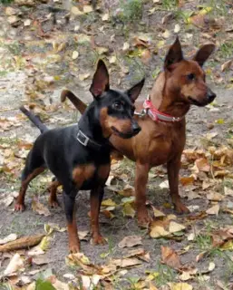 Additional photos: Miniature pinscher puppies from the champion of Ukraine