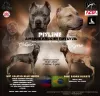 Photo №1. american pit bull terrier - for sale in the city of Ulyanovsk | 651$ | Announcement № 84673