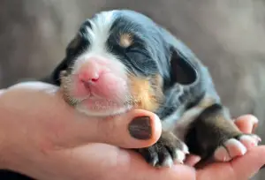 Photo №3. Bernese Mountain Dog born on January 28, 2019.. France