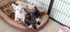 Photo №3. French bulldog puppies for sale. Germany