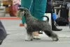 Photo №4. I will sell schnauzer in the city of Stargard Szczeciński. breeder - price - negotiated