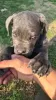 Additional photos: CANE CORSO beautiful puppies