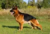 Photo №2 to announcement № 9504 for the sale of german shepherd - buy in Russian Federation breeder