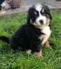 Photo №2 to announcement № 78045 for the sale of bernese mountain dog - buy in Poland 