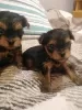 Additional photos: Miniature Yorkie puppies.