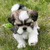 Photo №3. Shih Tzu puppies. United States