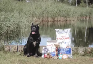 Additional photos: Dog Cane Corso for knitting