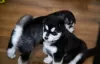 Photo №2 to announcement № 63482 for the sale of siberian husky - buy in United States breeder