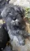 Photo №1. standard schnauzer, schnauzer - for sale in the city of Loznica | 317$ | Announcement № 123692