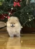 Photo №1. pomeranian - for sale in the city of Bečej | negotiated | Announcement № 83112