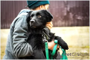 Photo №4. I will sell non-pedigree dogs in the city of Москва. from the shelter - price - Is free