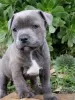 Photo №2 to announcement № 44740 for the sale of english staffordshire-terrier - buy in United States private announcement