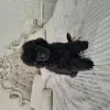 Photo №1. poodle (dwarf) - for sale in the city of Minsk | 528$ | Announcement № 125052