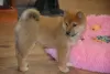 Photo №1. shiba inu - for sale in the city of Liberec | Is free | Announcement № 123768