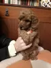 Additional photos: Toy poodle puppies boys and girls with pedigree