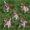 Additional photos: Booking Jack Russell puppies from the kennel for May-June