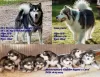 Photo №1. alaskan malamute - for sale in the city of Хаапсалу | negotiated | Announcement № 108125