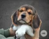 Photo №2 to announcement № 30673 for the sale of beagle - buy in Belarus from nursery