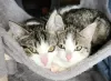 Photo №2 to announcement № 89393 for the sale of european shorthair - buy in Austria private announcement