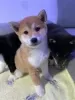 Photo №1. shiba inu - for sale in the city of Motala | negotiated | Announcement № 55310