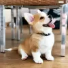 Photo №1. welsh corgi - for sale in the city of Дортмунд | 264$ | Announcement № 95724