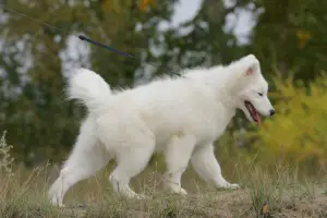 Additional photos: Samoyed Imperiya Sibiri Silvia Christelle