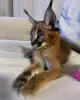 Photo №3. Friendly caracal kitten for adoption and africa serval kitten for sale. United States