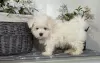 Photo №1. maltese dog - for sale in the city of Milan | 371$ | Announcement № 107577