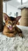 Additional photos: Elite Abyssinian kittens