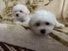 Photo №1. maltese dog - for sale in the city of Minsk | negotiated | Announcement № 41478