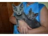 Photo №1. russian blue - for sale in the city of Helsinki | negotiated | Announcement № 79800